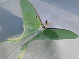 General